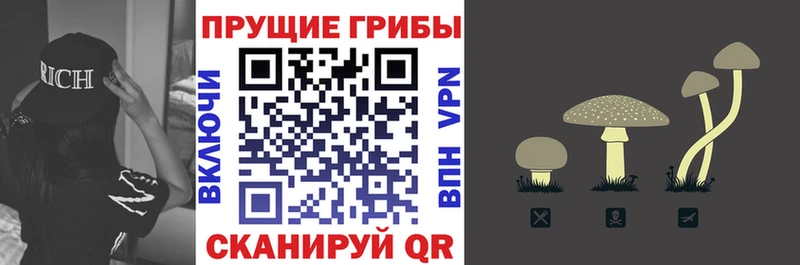 Псилоцибиновые грибы Psilocybe  Купино 